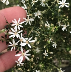 Olearia microphylla at Downer, ACT - 12 Sep 2021