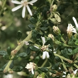 Olearia microphylla at Downer, ACT - 12 Sep 2021 12:19 PM