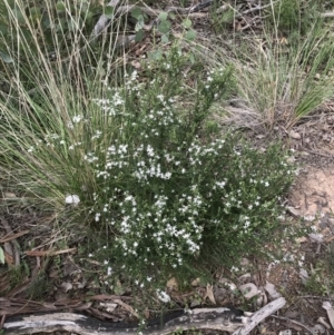 Olearia microphylla at Downer, ACT - 12 Sep 2021