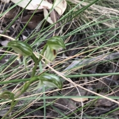 Bunochilus umbrinus (Broad-sepaled Leafy Greenhood) at Black Mountain - 12 Sep 2021 by Tapirlord