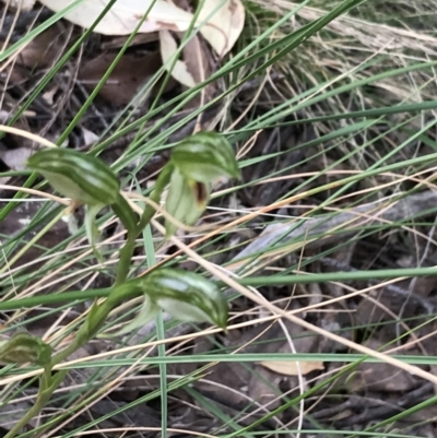 Bunochilus umbrinus (Broad-sepaled Leafy Greenhood) at Black Mountain - 12 Sep 2021 by Tapirlord