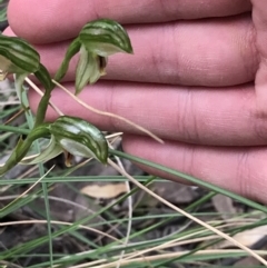 Bunochilus umbrinus (ACT) = Pterostylis umbrina (NSW) at suppressed - 12 Sep 2021