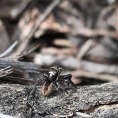 Jotus sp. (genus) (Unidentified Jotus Jumping Spider) at Black Mountain - 12 Sep 2021 by Tapirlord
