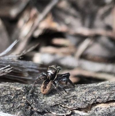 Jotus sp. (genus) (Unidentified Jotus Jumping Spider) at Black Mountain - 12 Sep 2021 by Tapirlord