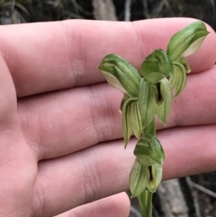 Bunochilus umbrinus (ACT) = Pterostylis umbrina (NSW) at suppressed - suppressed