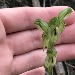 Bunochilus umbrinus (ACT) = Pterostylis umbrina (NSW) at suppressed - 12 Sep 2021