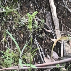 Bunochilus umbrinus (ACT) = Pterostylis umbrina (NSW) at suppressed - suppressed