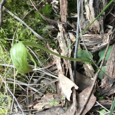 Pterostylis nutans (Nodding Greenhood) at Black Mountain - 12 Sep 2021 by Tapirlord