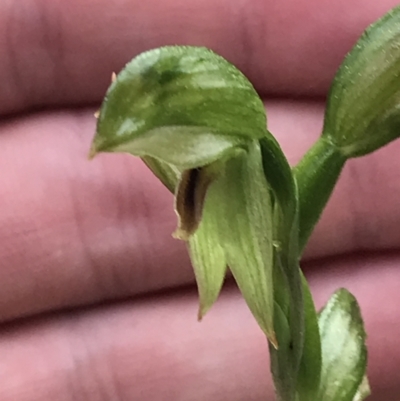 Bunochilus umbrinus (ACT) = Pterostylis umbrina (NSW) (Broad-sepaled Leafy Greenhood) at Downer, ACT by Tapirlord