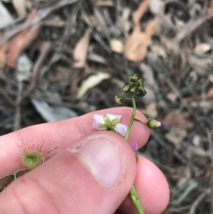 Drosera auriculata at Downer, ACT - 12 Sep 2021 11:51 AM