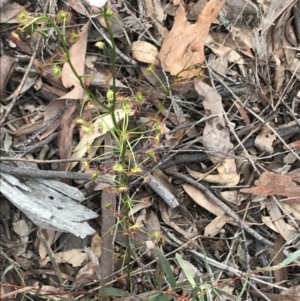 Drosera auriculata at Downer, ACT - 12 Sep 2021