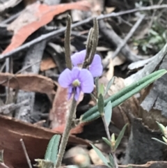 Hovea heterophylla (Common Hovea) at Acton, ACT - 12 Sep 2021 by Tapirlord