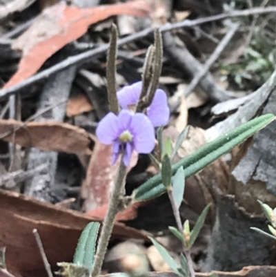 Hovea heterophylla (Common Hovea) at Black Mountain - 12 Sep 2021 by Tapirlord