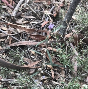 Hovea heterophylla at Acton, ACT - 12 Sep 2021 11:49 AM