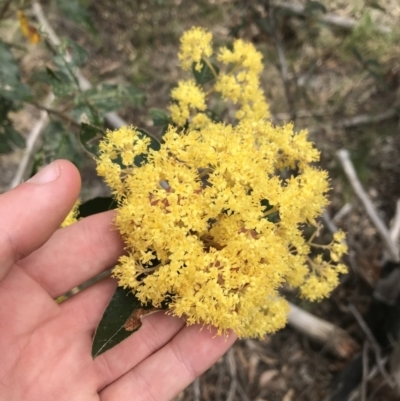 Pomaderris intermedia (Golden Pomaderris) at Acton, ACT - 12 Sep 2021 by Tapirlord