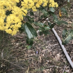 Pomaderris intermedia at Acton, ACT - 12 Sep 2021 11:39 AM