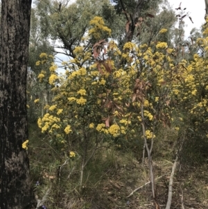 Pomaderris intermedia at Acton, ACT - 12 Sep 2021