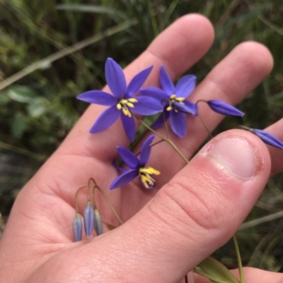 Stypandra glauca (Nodding Blue Lily) at Black Mountain - 12 Sep 2021 by Tapirlord