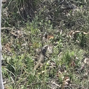 Pogona barbata at Acton, ACT - 12 Sep 2021