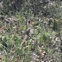 Pogona barbata at Acton, ACT - suppressed