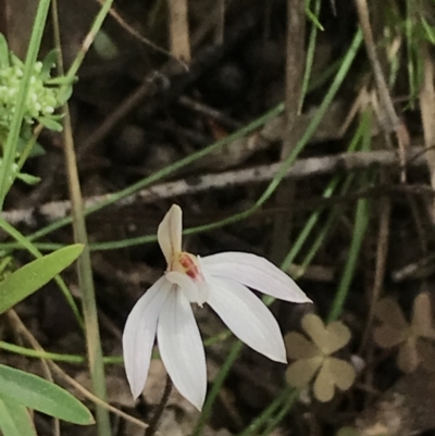 Caladenia fuscata (Dusky Fingers) at Black Mountain - 12 Sep 2021 by Tapirlord