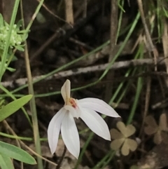 Caladenia fuscata (Dusky fingers) at Acton, ACT - 12 Sep 2021 by Tapirlord