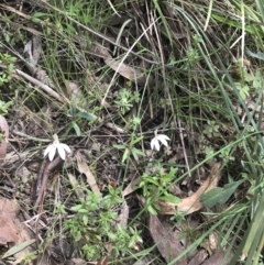 Caladenia fuscata at Acton, ACT - 12 Sep 2021