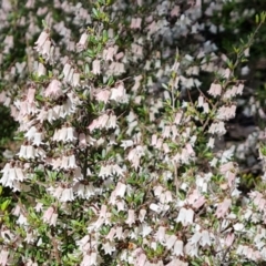 Cryptandra amara (Bitter Cryptandra) at O'Malley, ACT - 16 Sep 2021 by Mike