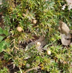 Styphelia humifusum (Cranberry Heath) at O'Malley, ACT - 16 Sep 2021 by Mike