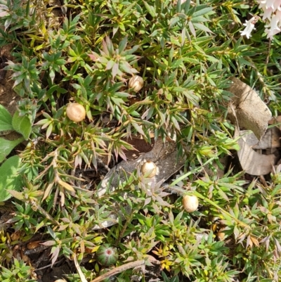 Astroloma humifusum (Cranberry Heath) at Mount Mugga Mugga - 16 Sep 2021 by Mike