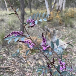 Indigofera australis subsp. australis at Carwoola, NSW - 16 Sep 2021