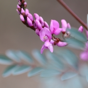 Indigofera australis subsp. australis at Carwoola, NSW - 16 Sep 2021