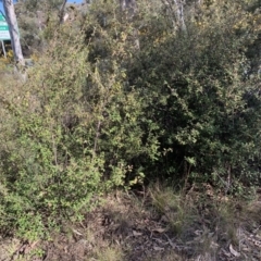 Pomaderris betulina (Birch Pomaderris) at Aranda, ACT - 16 Sep 2021 by JVR