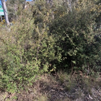 Pomaderris betulina (Birch Pomaderris) at Bruce Ridge to Gossan Hill - 16 Sep 2021 by JVR