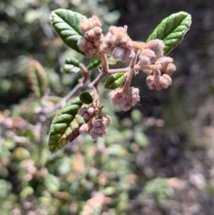 Pomaderris betulina at Aranda, ACT - 16 Sep 2021