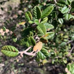 Pomaderris betulina at Aranda, ACT - 16 Sep 2021