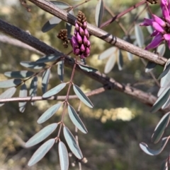 Indigofera australis subsp. australis (Australian Indigo) at Bruce, ACT - 16 Sep 2021 by JVR