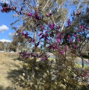 Indigofera australis subsp. australis at Bruce, ACT - 16 Sep 2021 03:26 PM