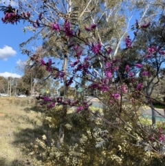 Indigofera australis subsp. australis at Bruce, ACT - 16 Sep 2021