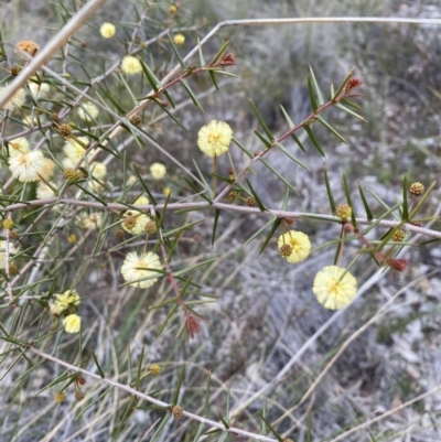 Acacia ulicifolia (Prickly Moses) at Carwoola, NSW - 16 Sep 2021 by cherylhodges