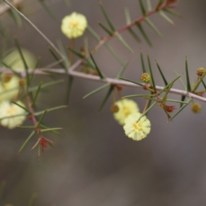 Acacia ulicifolia at Carwoola, NSW - 16 Sep 2021 02:05 PM