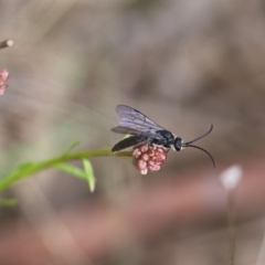 Tiphiidae sp. (family) (TBC) at Cuumbeun Nature Reserve - 16 Sep 2021 by cherylhodges
