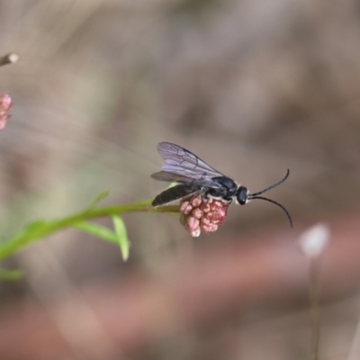 Tiphiidae sp. (family) (Unidentified Smooth flower wasp) at Carwoola, NSW - 16 Sep 2021 by cherylhodges