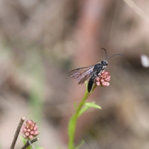 Tiphiidae (family) at Carwoola, NSW - 16 Sep 2021 12:42 PM