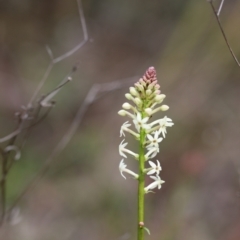 Stackhousia monogyna (Creamy Candles) at Carwoola, NSW - 16 Sep 2021 by cherylhodges