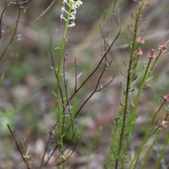 Stackhousia monogyna at Carwoola, NSW - 16 Sep 2021 12:42 PM