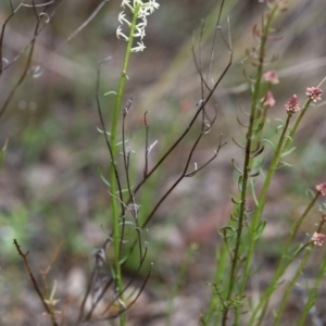 Stackhousia monogyna at Carwoola, NSW - 16 Sep 2021