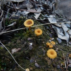 Lichenomphalia chromacea (Yellow Navel) at Bicentennial Park Queanbeyan - 13 Sep 2021 by Paul4K