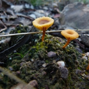 Lichenomphalia chromacea at Queanbeyan West, NSW - 13 Sep 2021