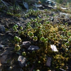 Asterella drummondii (A thallose liverwort) at Queanbeyan West, NSW - 13 Sep 2021 by Paul4K